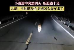 黑龙江一男子夜间偶遇东北虎，现场压迫感十足，男子吓出一身冷汗