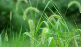 四川自助游4天精华路线攻略推荐！去四川旅游4天打卡景点推荐攻略