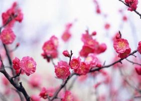 宫里太监是奴才，四到七数点玄机代表指是生肖，成语释义作答落实
