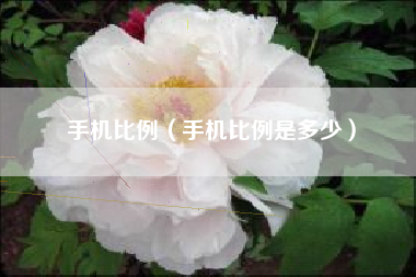 手机比例（手机比例是多少）